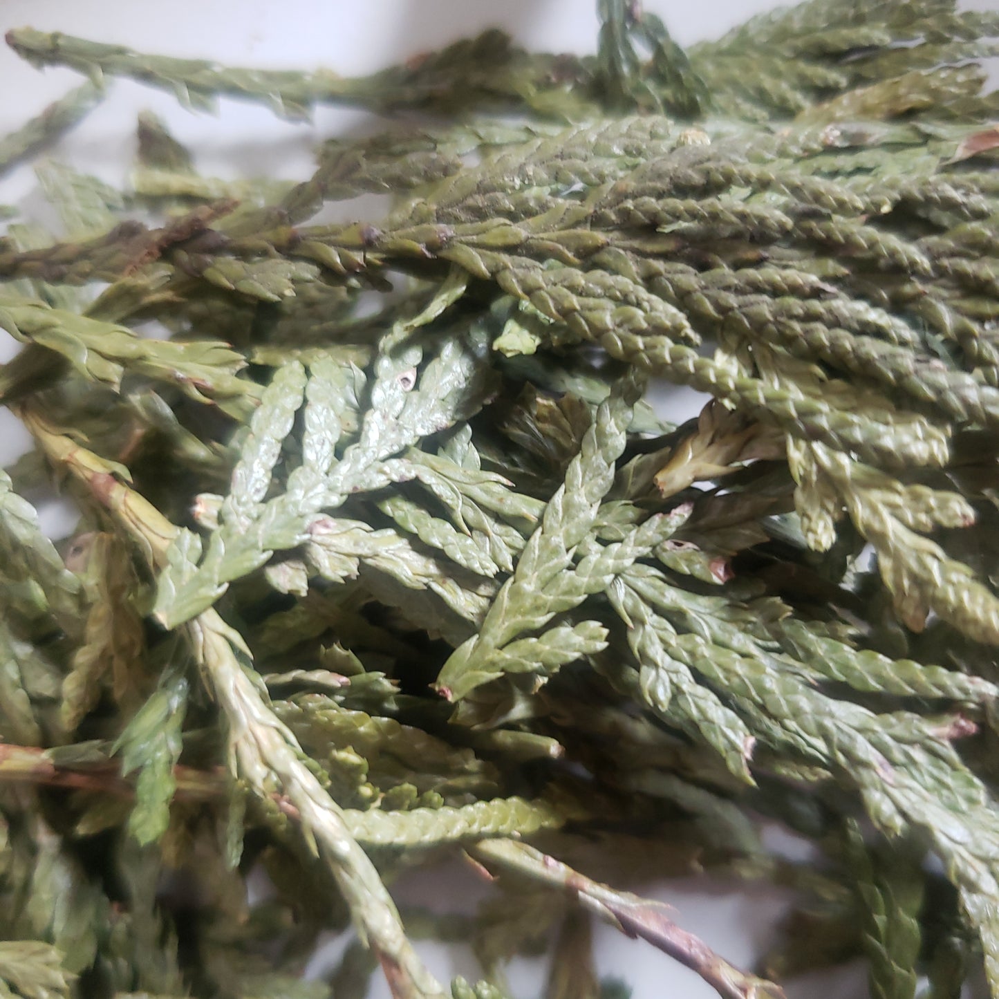 Cedar Leaf Whole