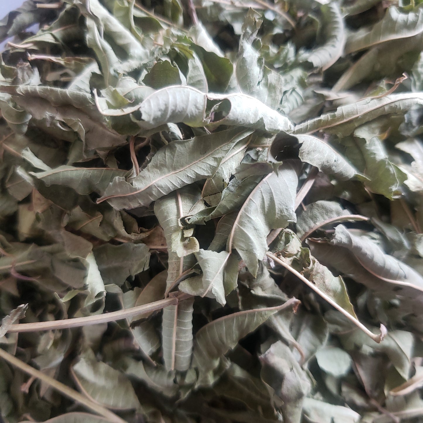 Lemon Verbena