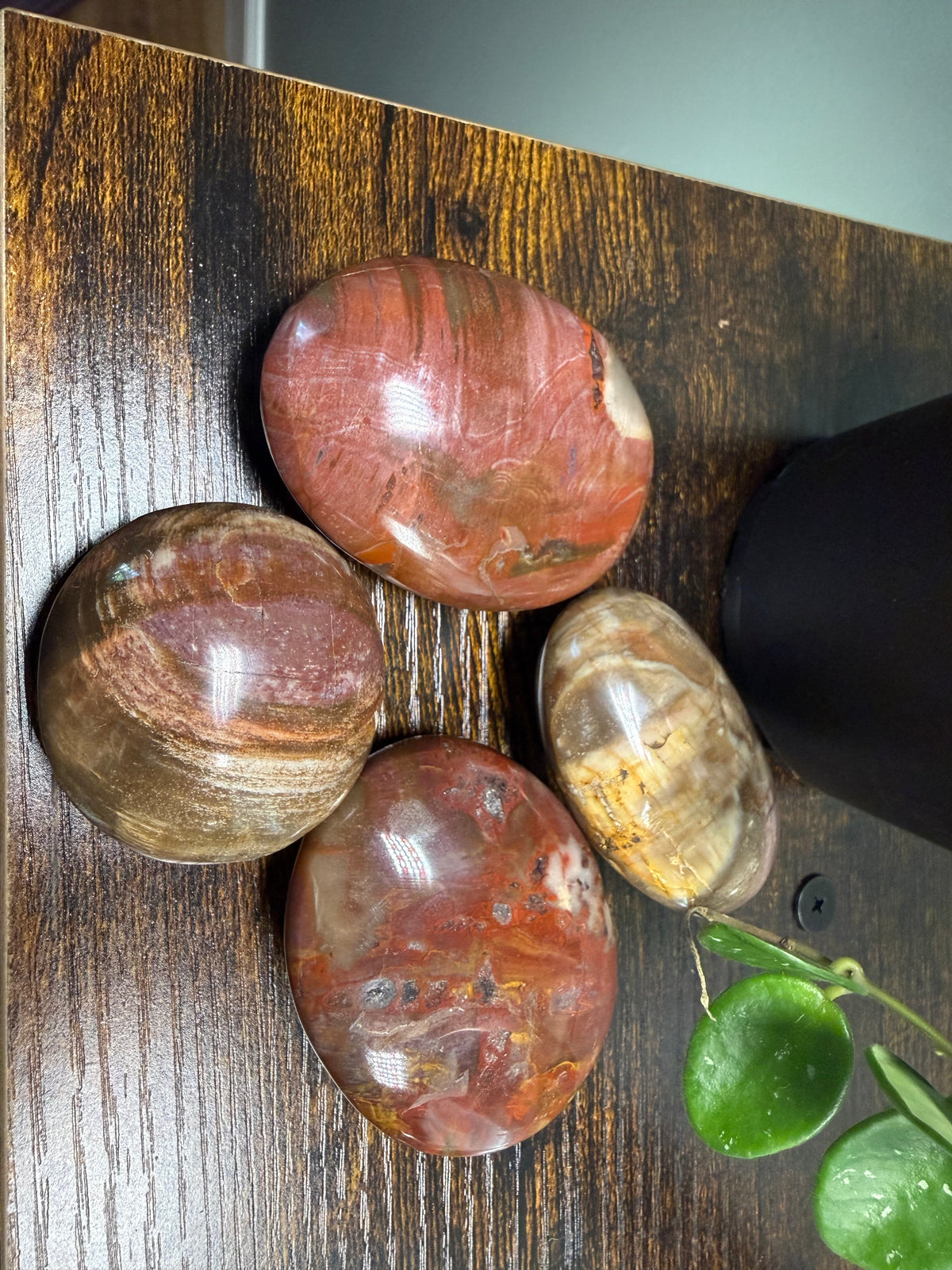 Petrified Wood (Palm Stone)