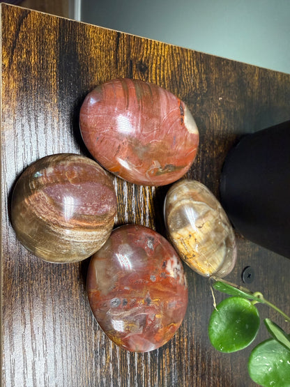 Petrified Wood (Palm Stone)