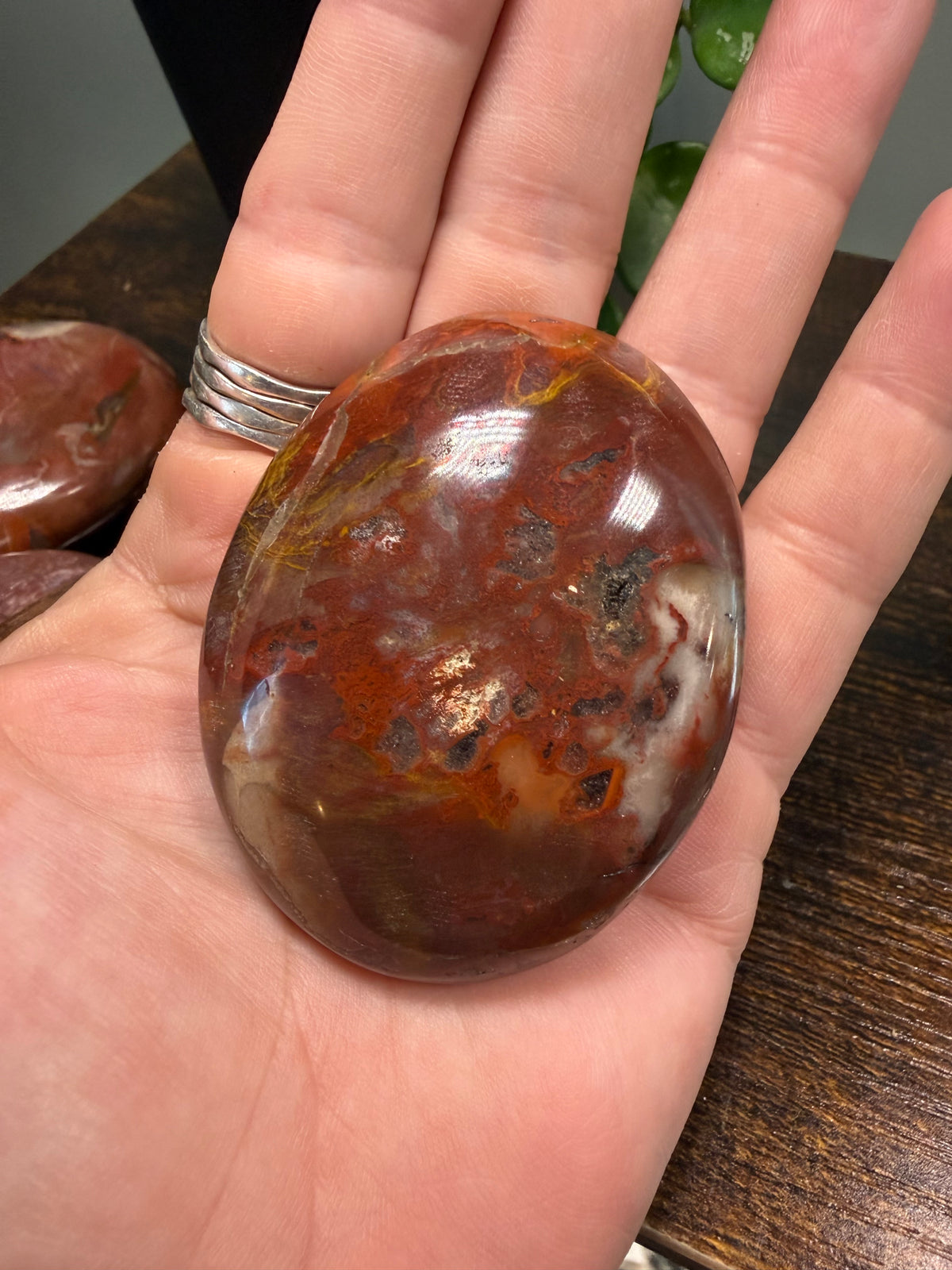 Petrified Wood (Palm Stone)