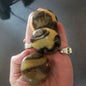 septarian palm stones