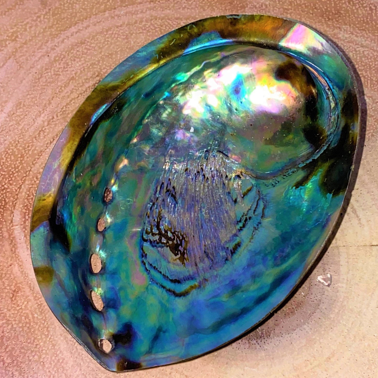 Abalone Shell