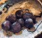 Lepidolite Tumbled Stones